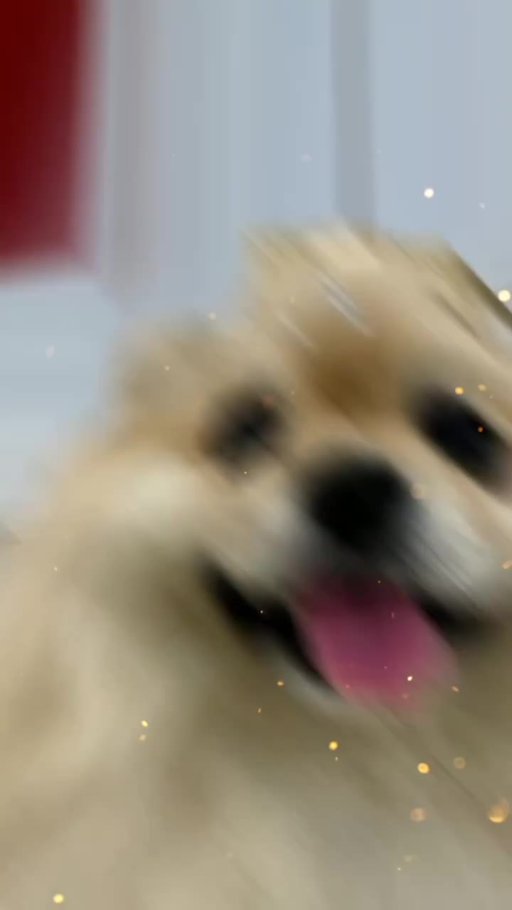 @Vila Dog | Daycare | Hotel Pet