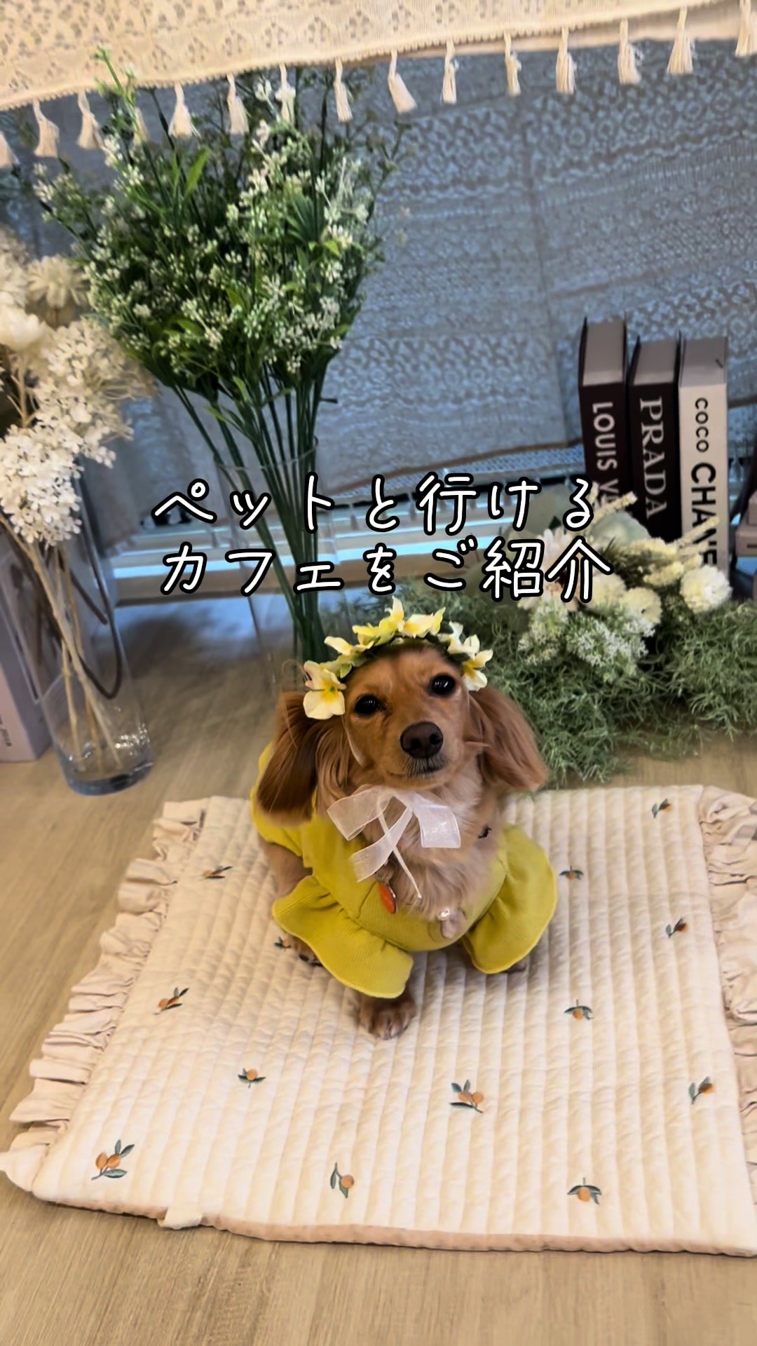 @wanwanカフェ物語