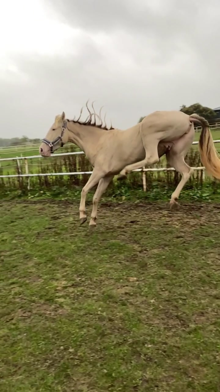@🐴💎🥰