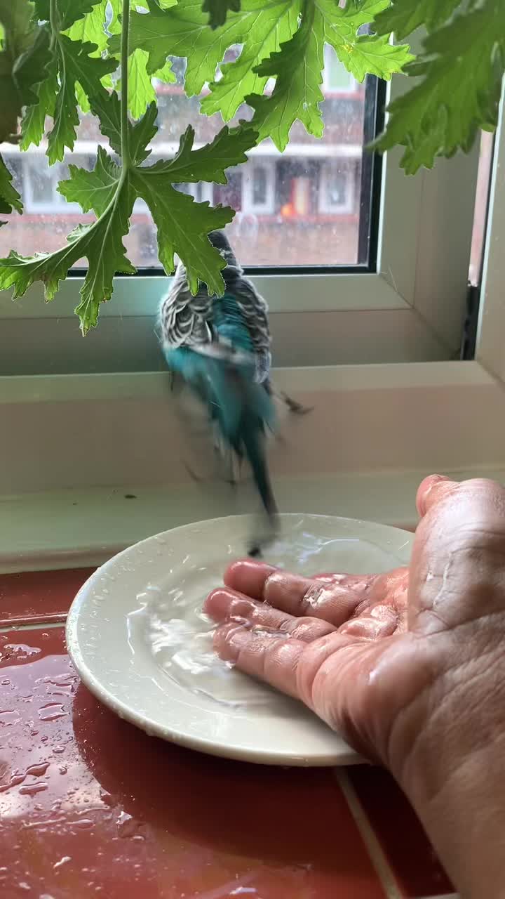 @Blu_the_budgie 🇹🇹