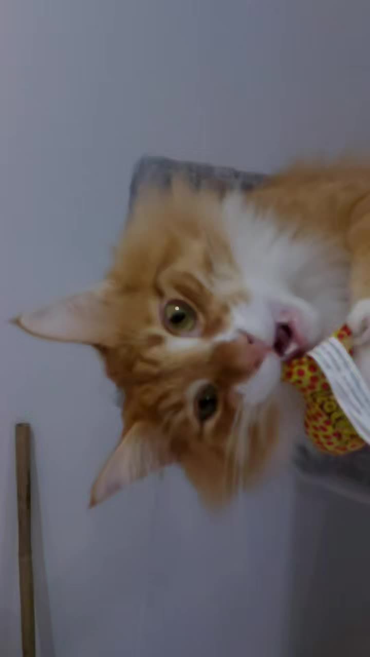 @Odintheforestcat