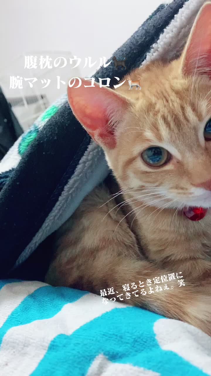 @Toomo-cats🐈