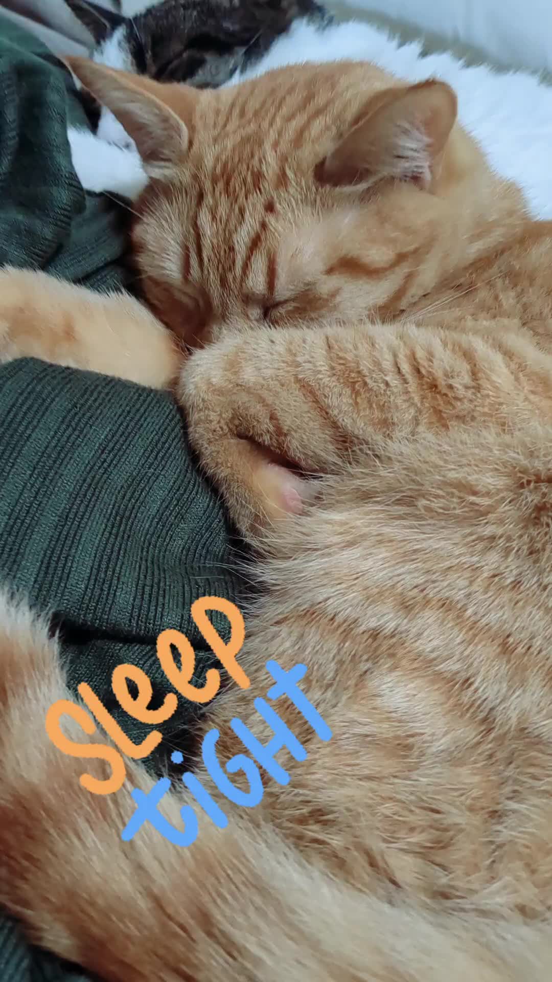 @Gingerninger_cat2021