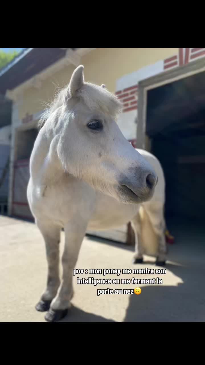 @benjyylepetitponey