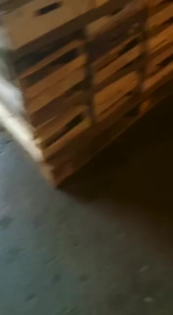 @carmela.papalia