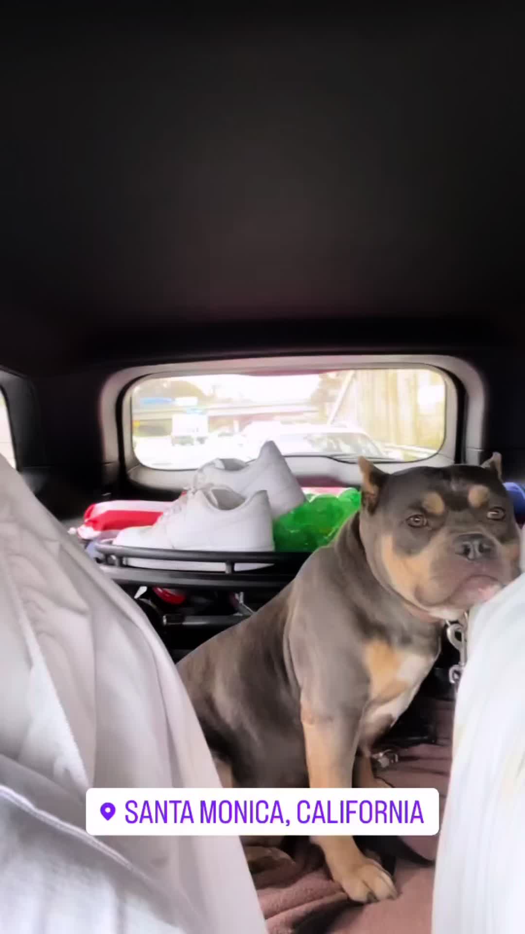 @Morales.kennels