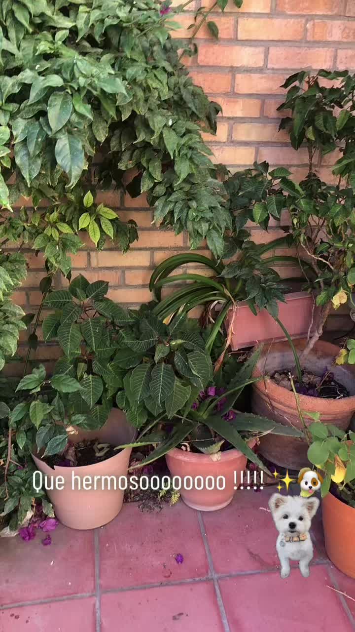 @johanasilva196