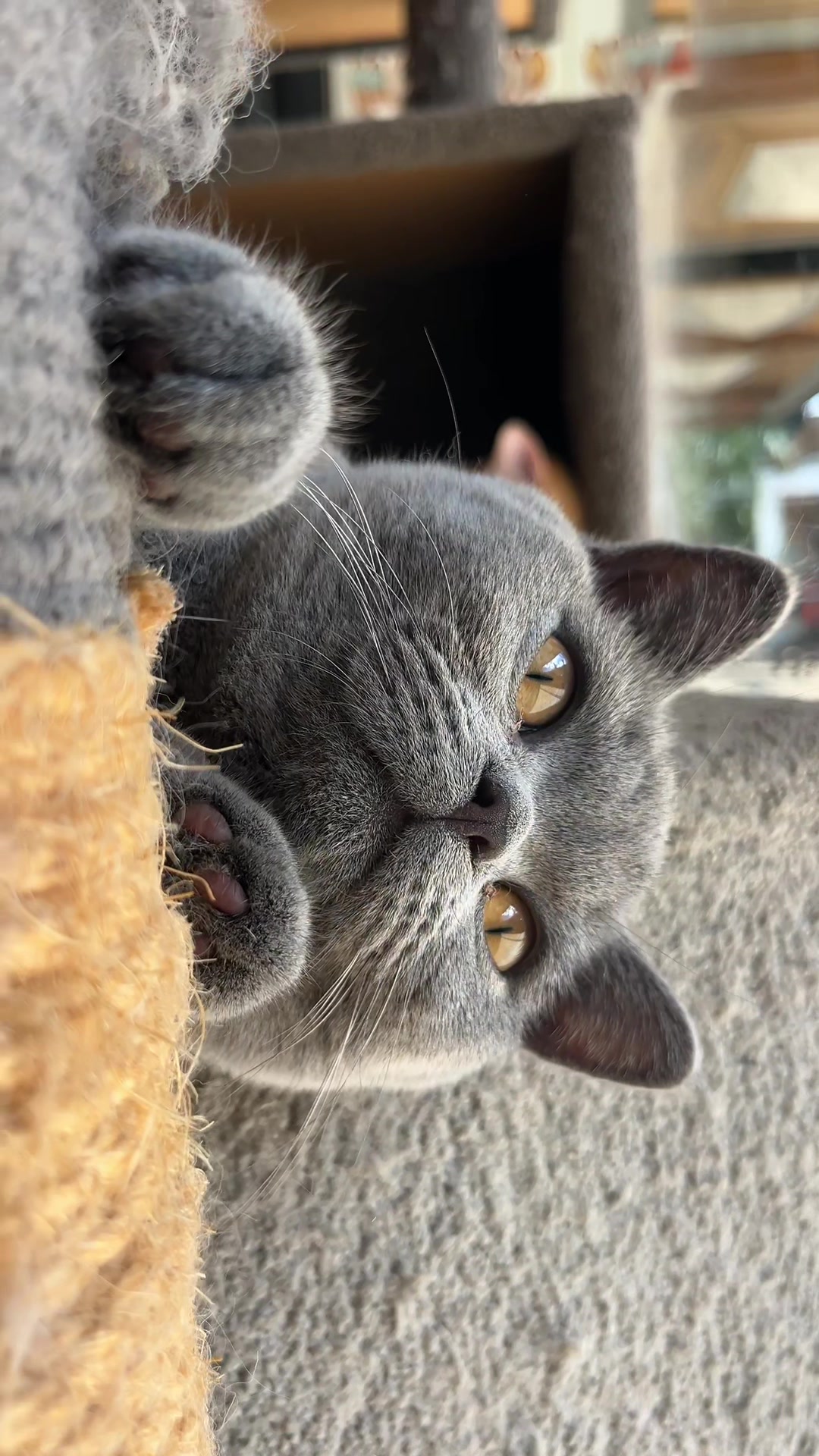 @crazycatcafe