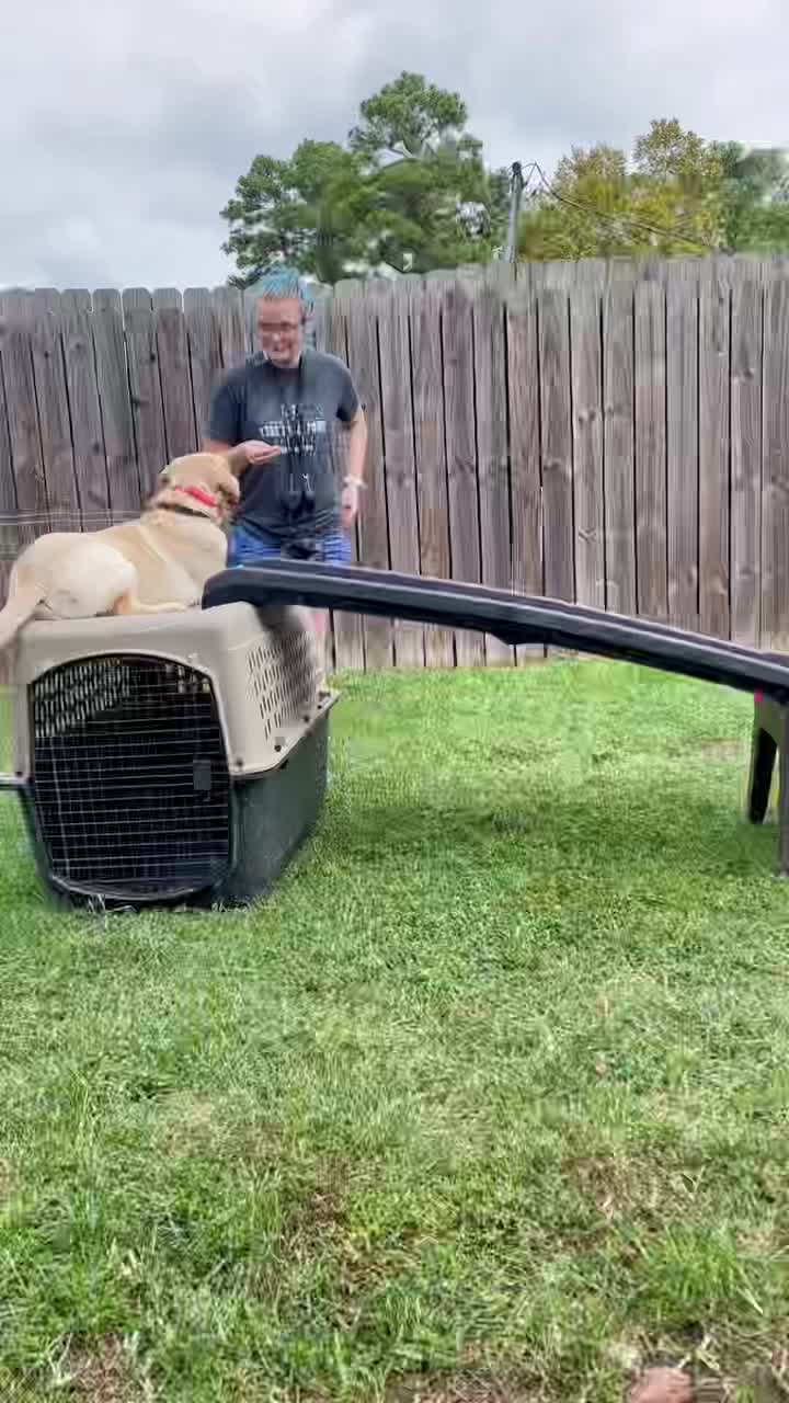 @Koba’s Four Paws Institute