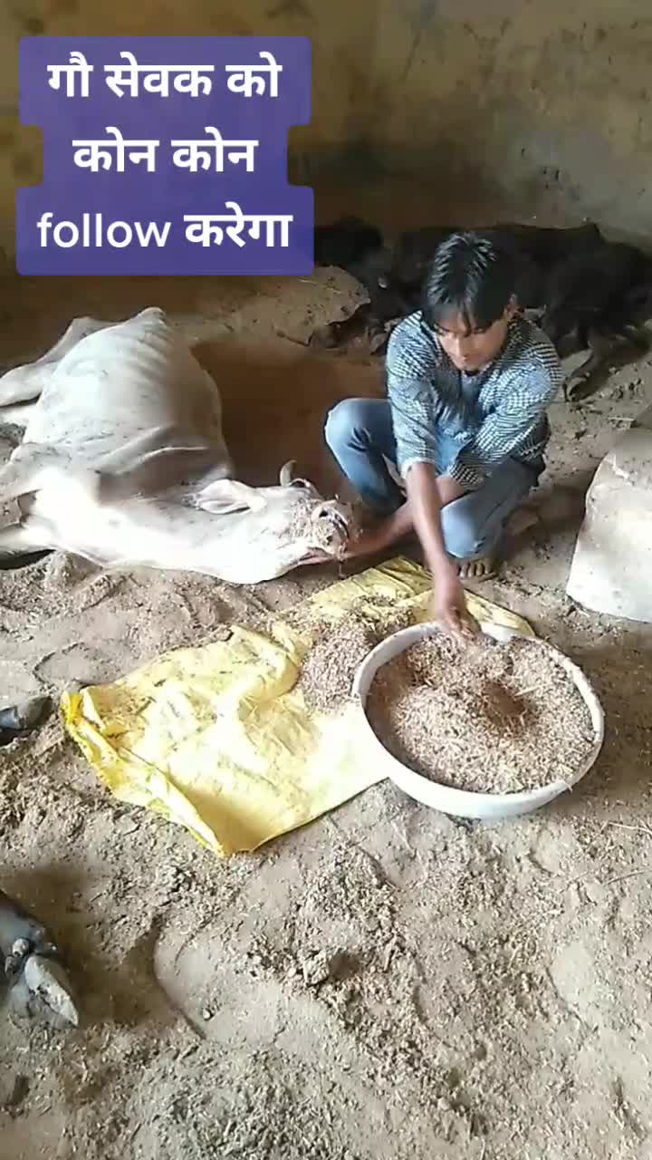 @sainiajeet390