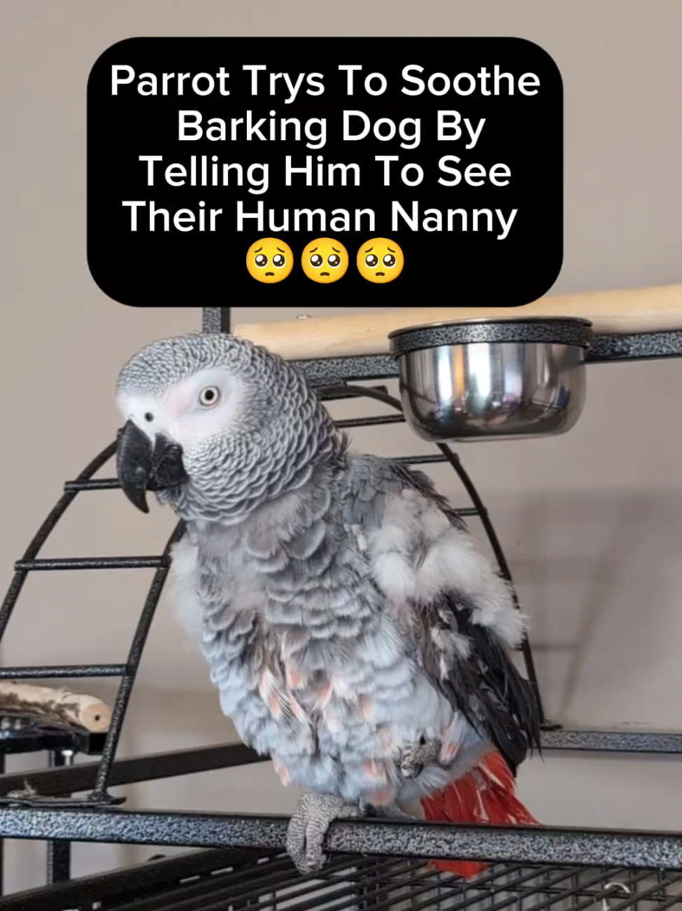 @Cosmothefunnyparrot
