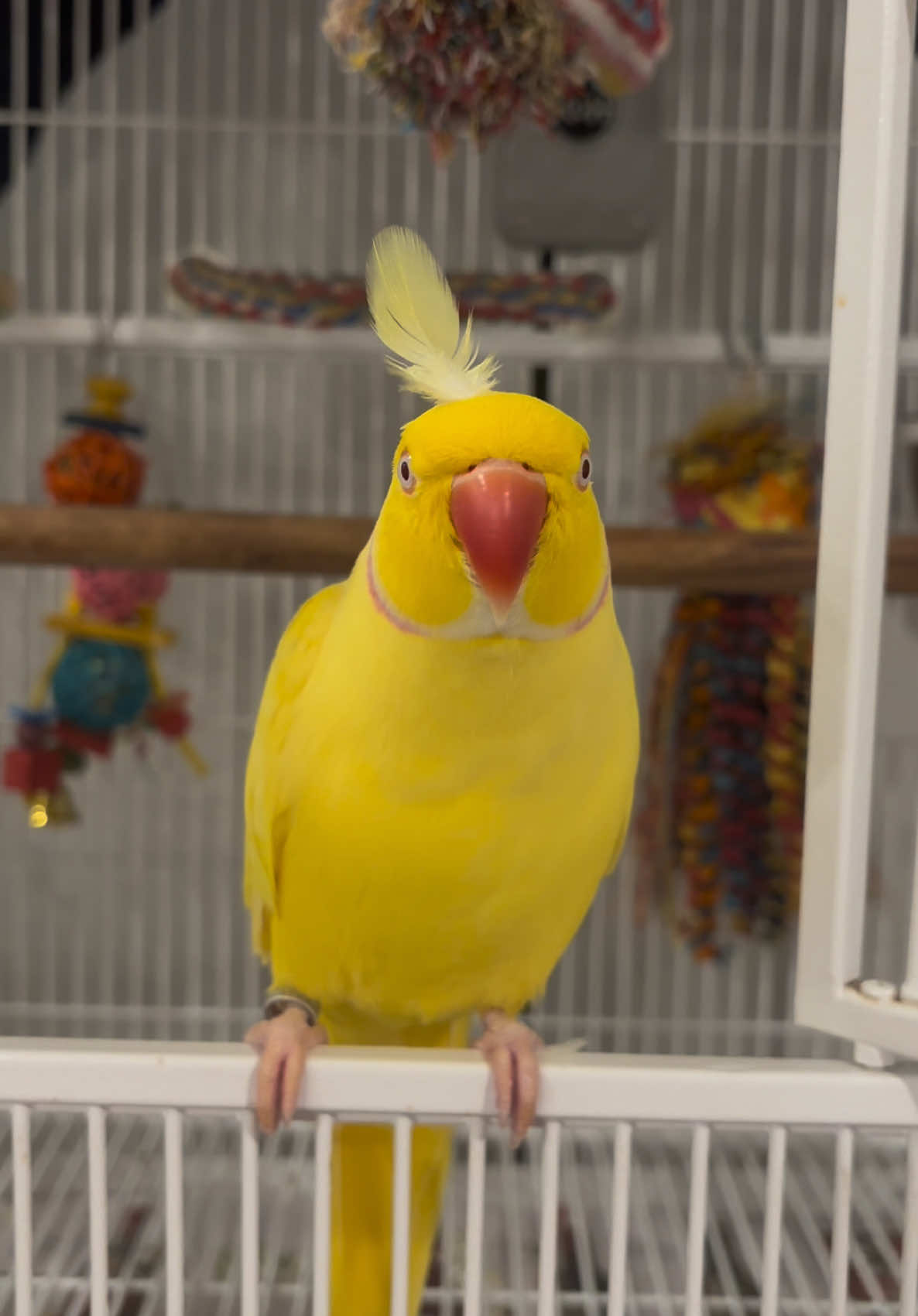 @TWINKIE 🐥