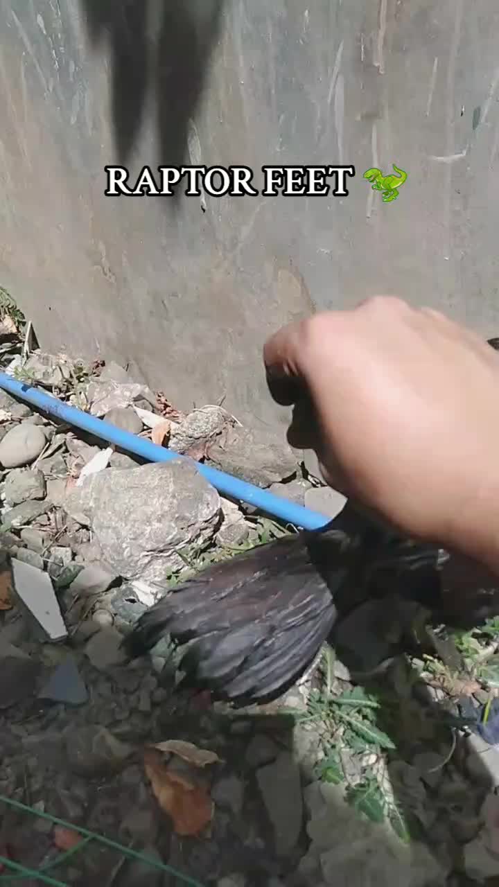 @RAPTOR GP🐓