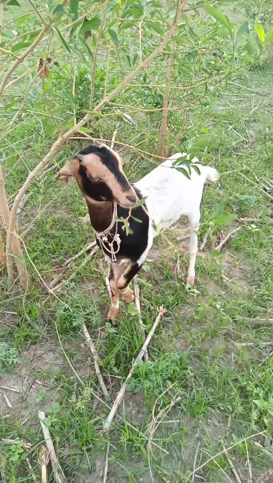 @உங்கஅம்மாக்குமருமகன்