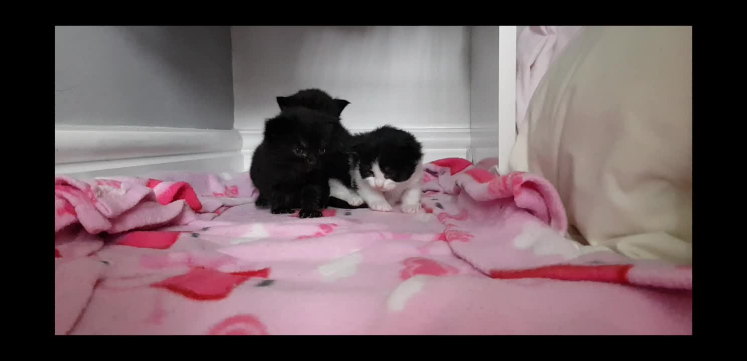 @storm.and.kittens