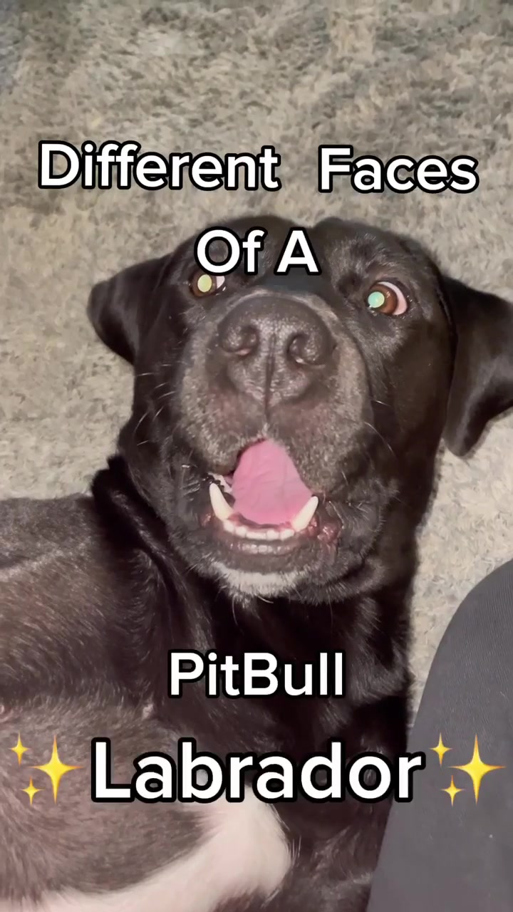 @tagthebullador