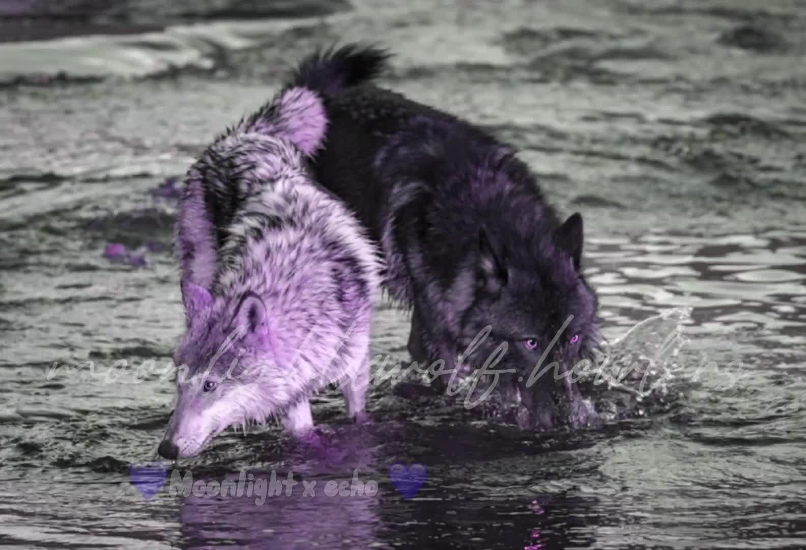 @💜🐺moonlight🐺💜