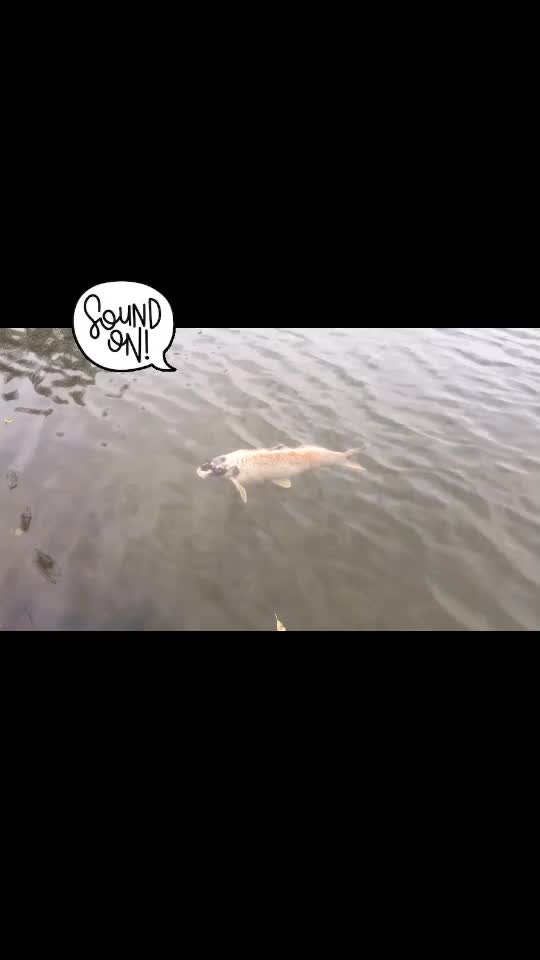 @Rybařen&iacute; na Kopě