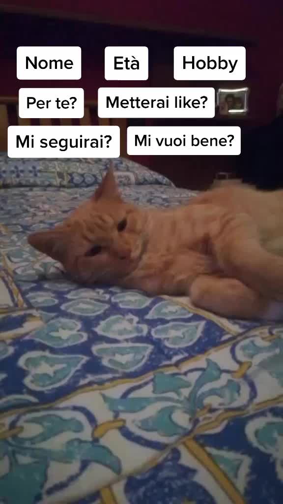 @Miele🐱🐈