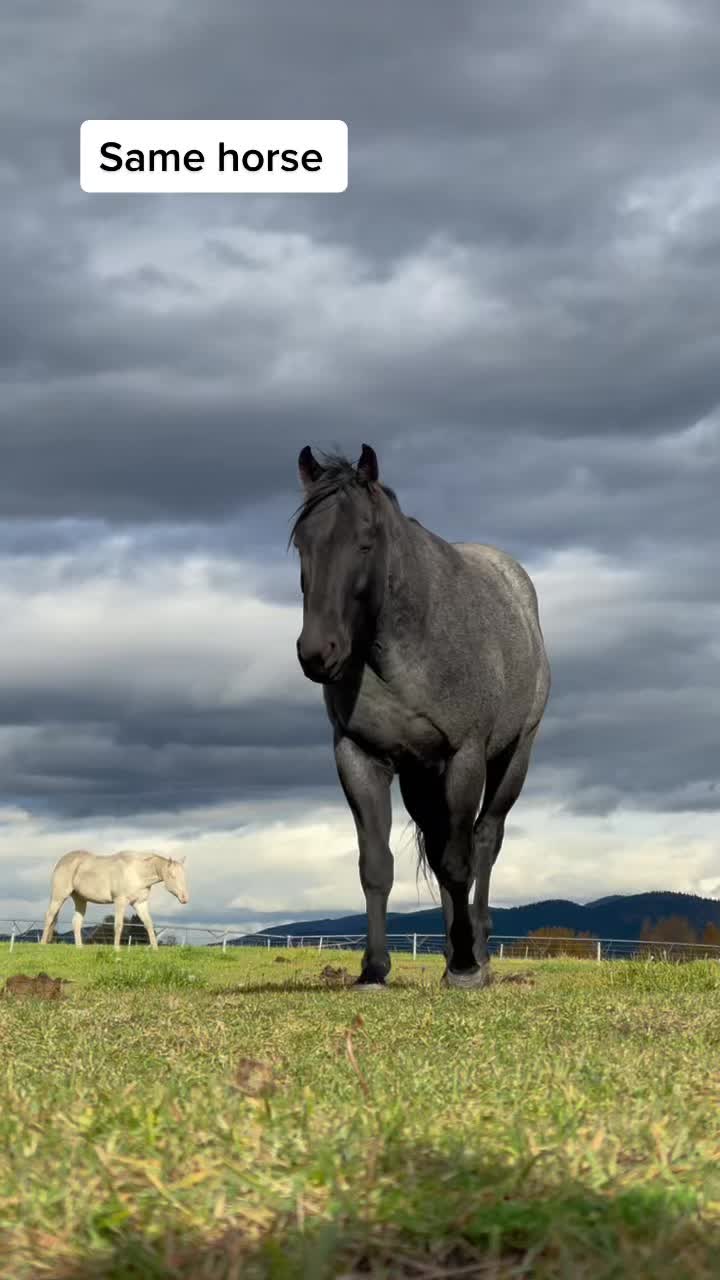 @Rudnik the Roan