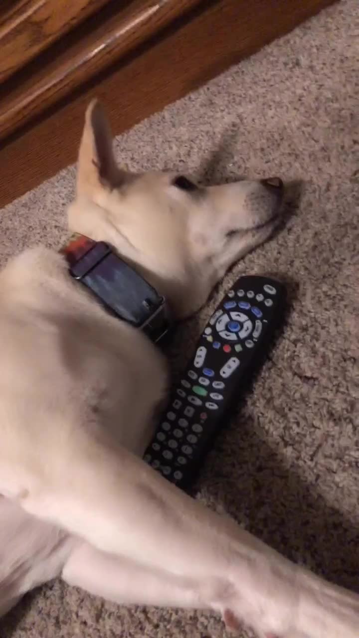 @discodogs13