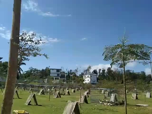 @King Atoy Gamefowl