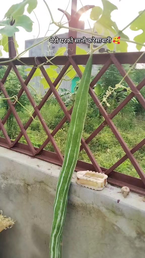 @NAतिजा🧿 ❤️🕉️🔱🙏🏻