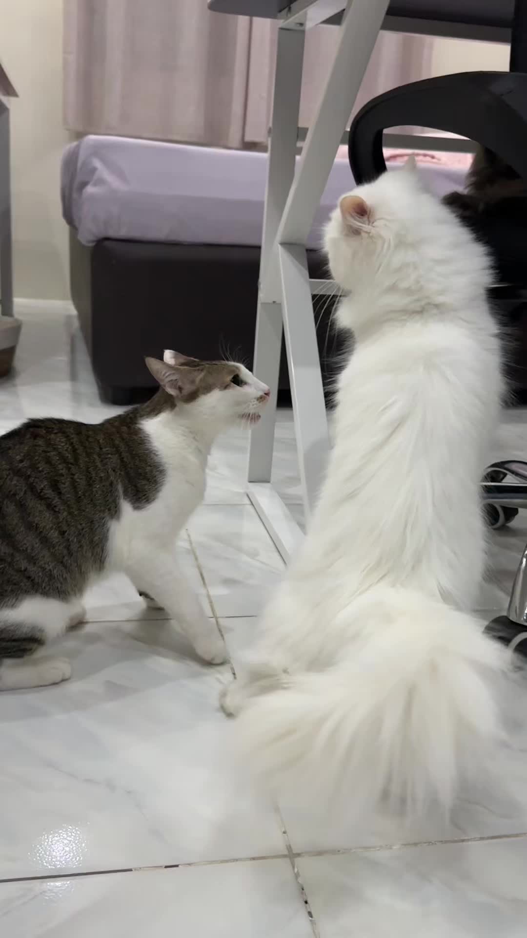 @Chloe & Casper 🐾