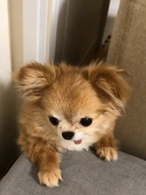 @ichig.8