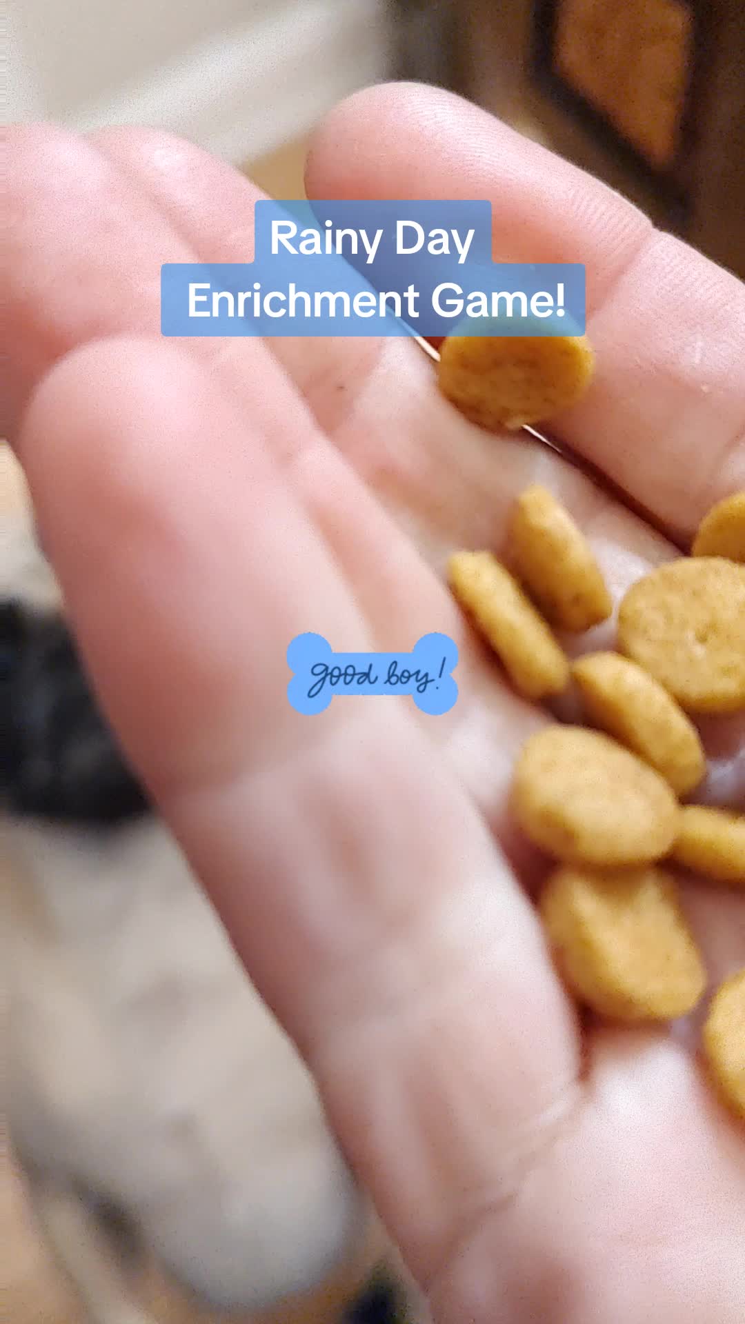 @TeachersPetSitting