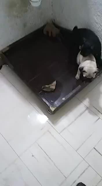@pug.lovers53