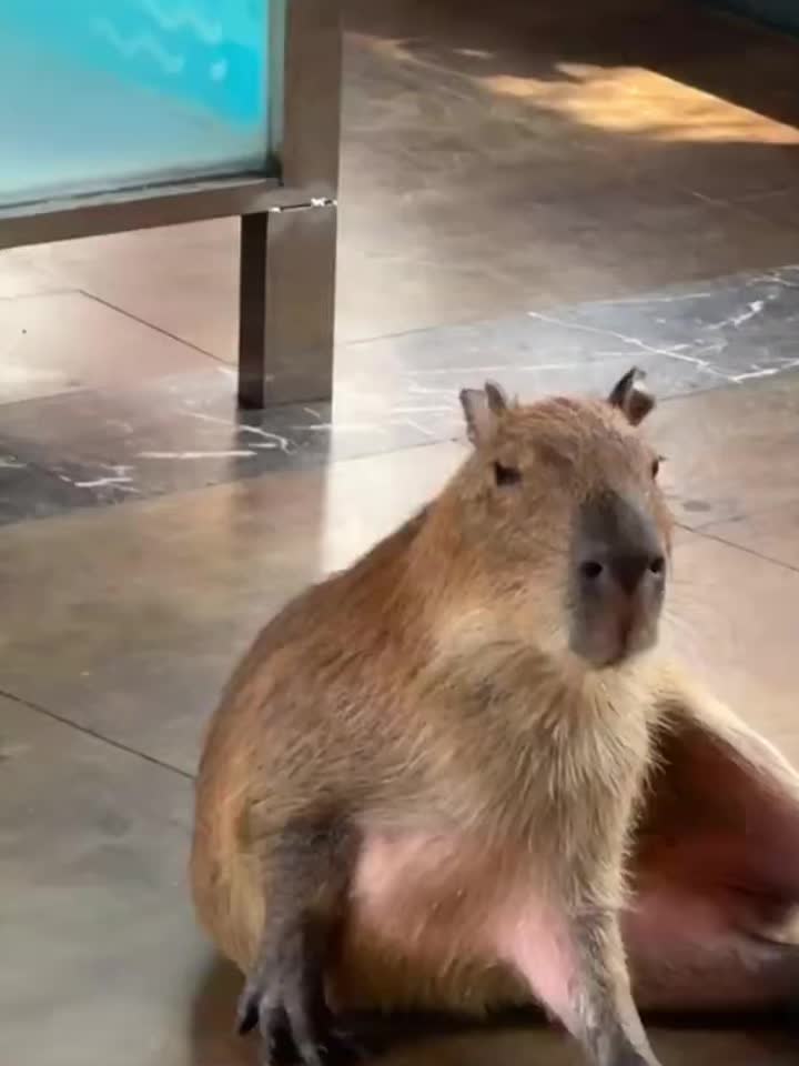 @CaPyBaRa