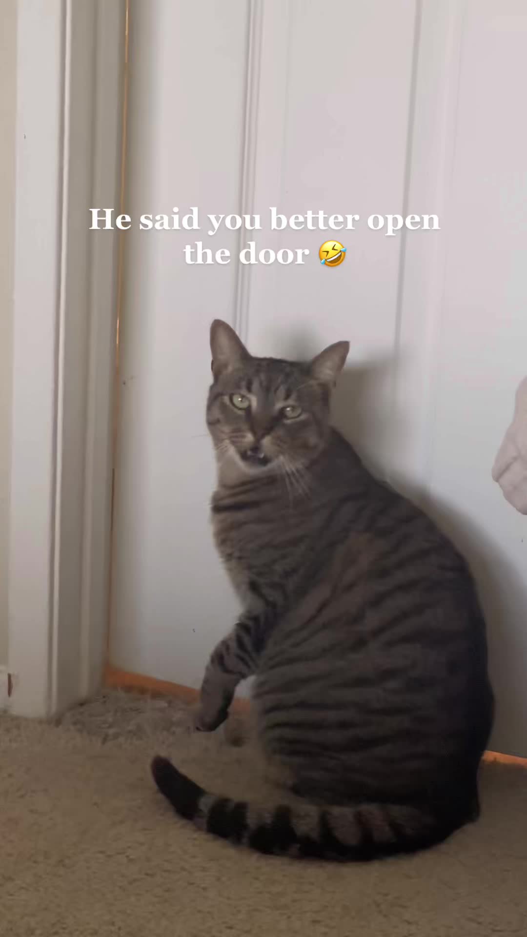 @Cat videos