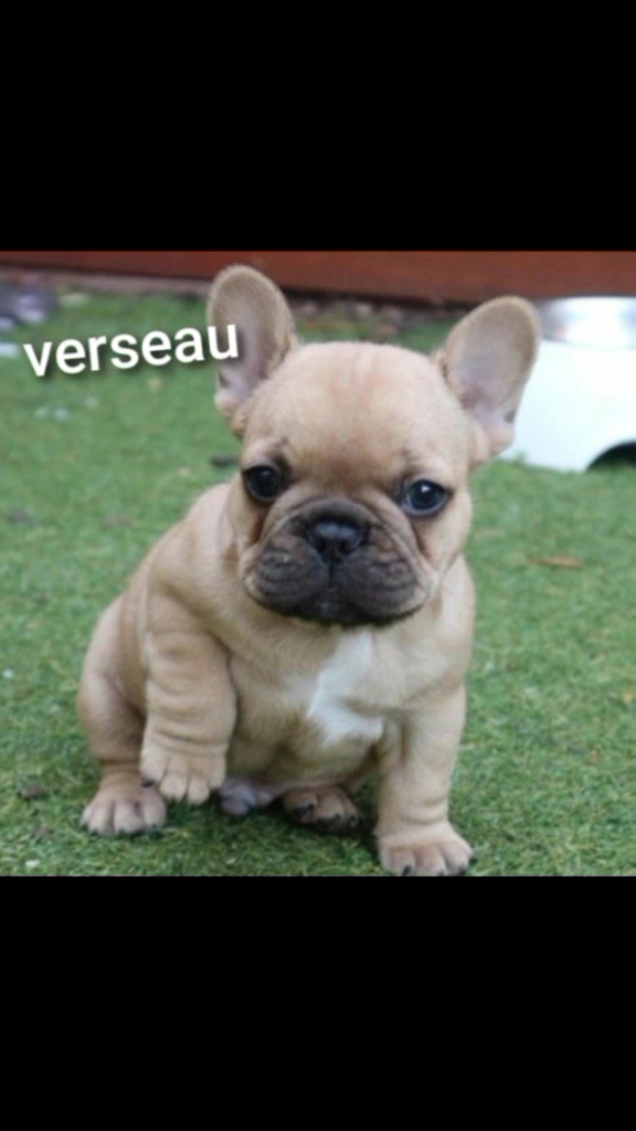 @♡Signe Astrologique♡