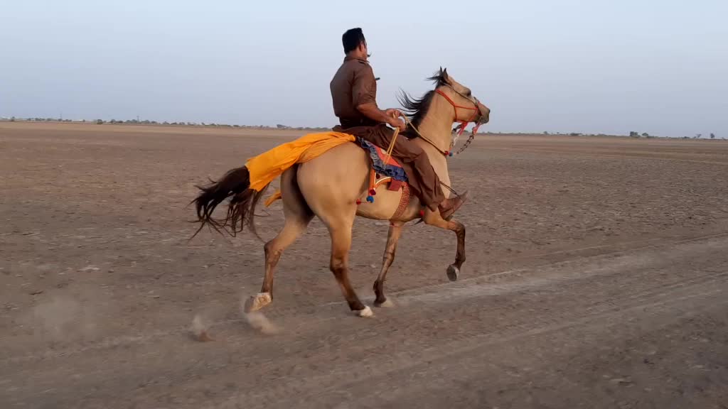 @Dhanrajsinh Bhadiyad