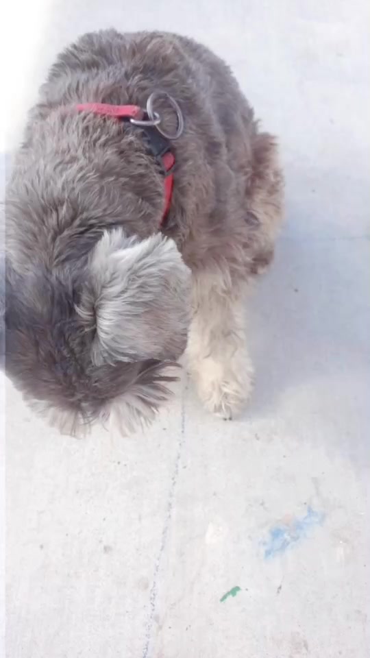 @max_pooch
