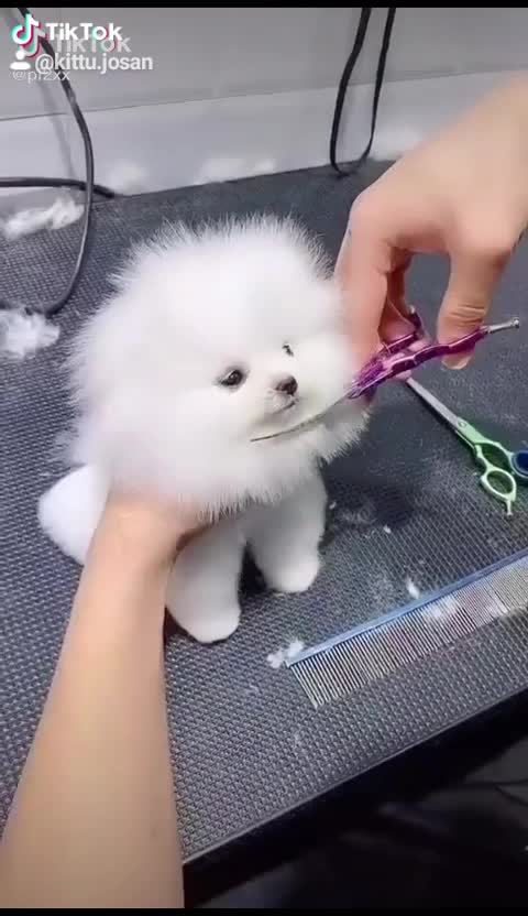 @kittu josan