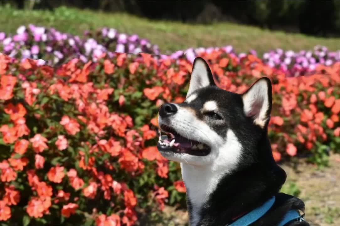 @☀️黒柴犬ひめ☀️