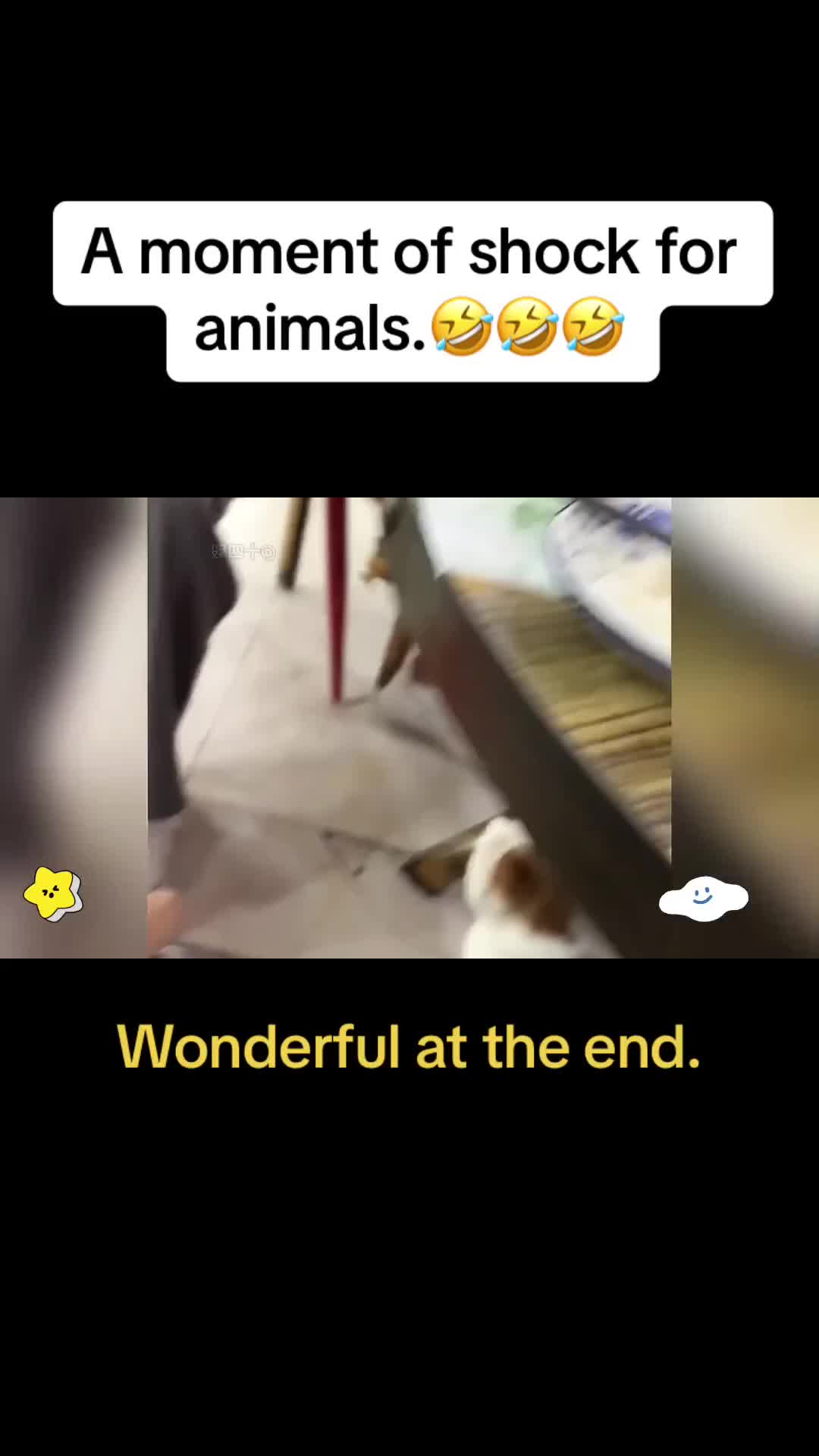 @Cute Pets😻