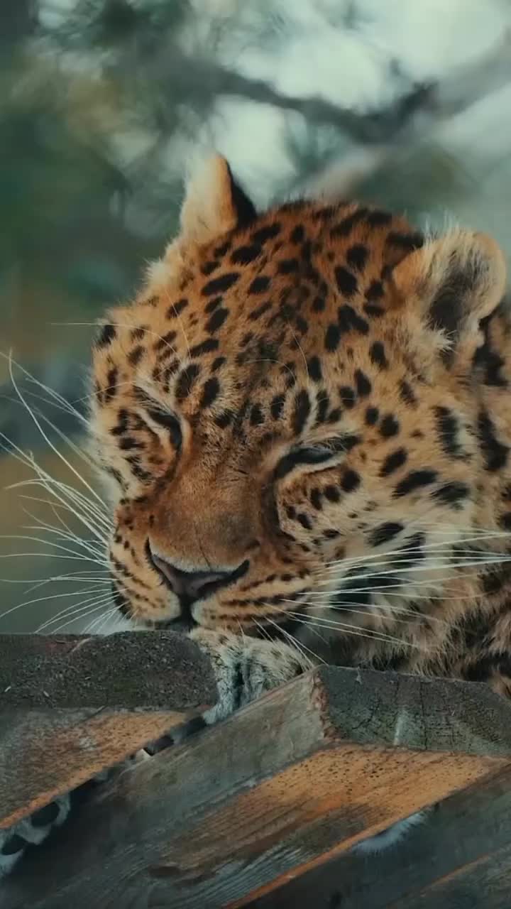 @Leجend