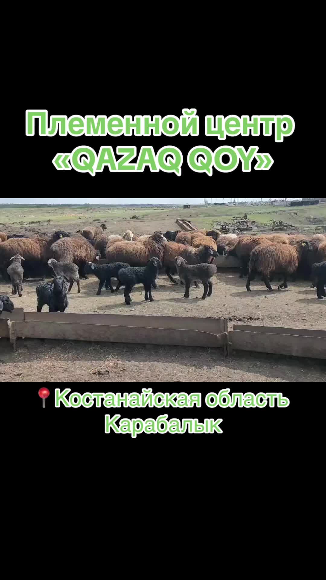 @QAZAQ_QOY
