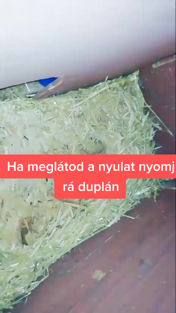 @Szutyok