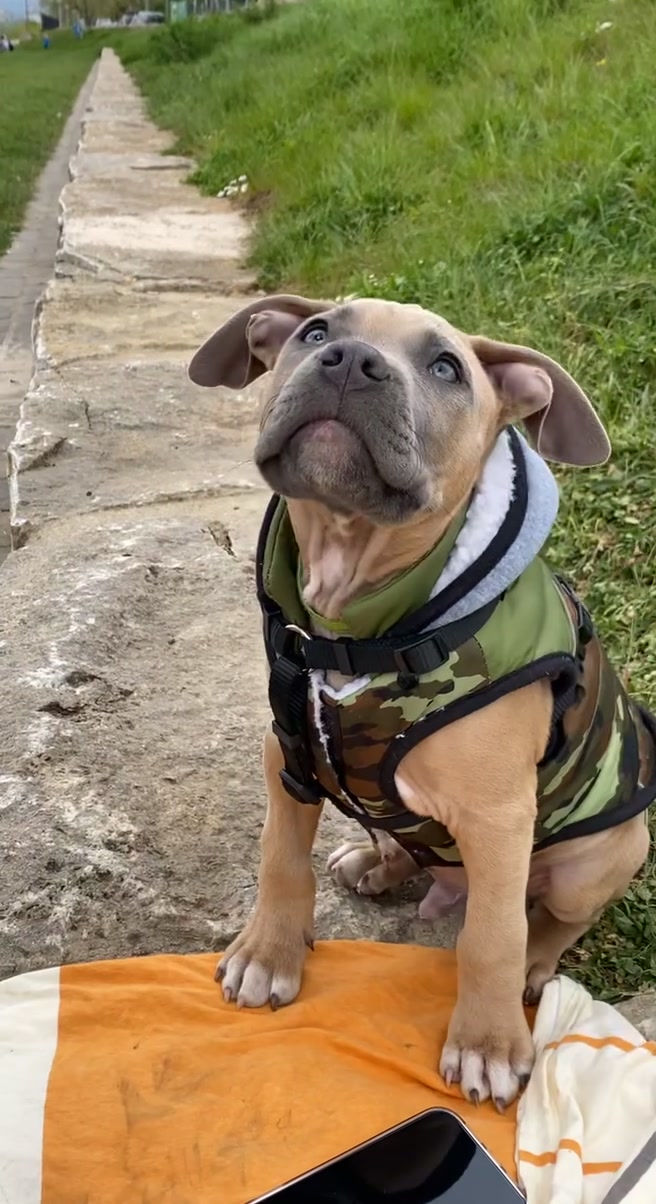 @lifeofpacoo