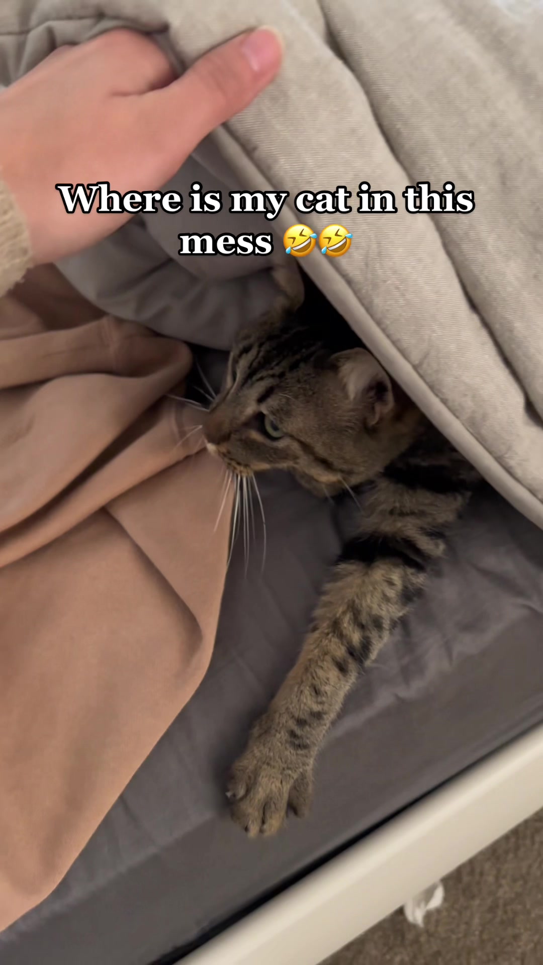 @Cat videos