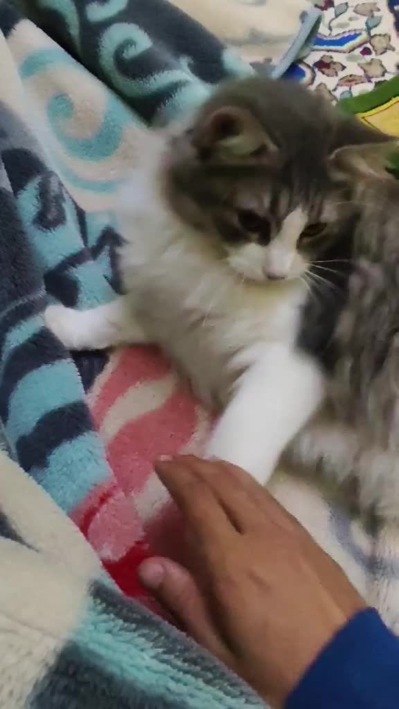 @Lola cat