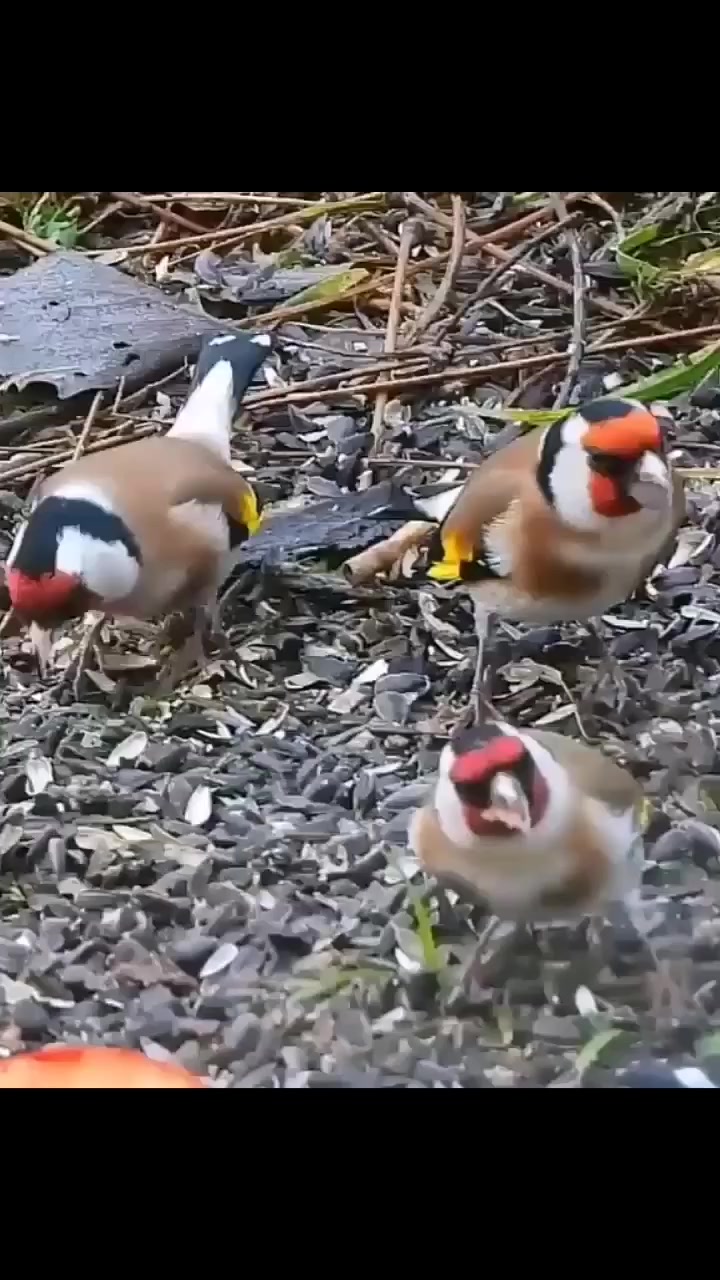 @le chardonneret 🐦