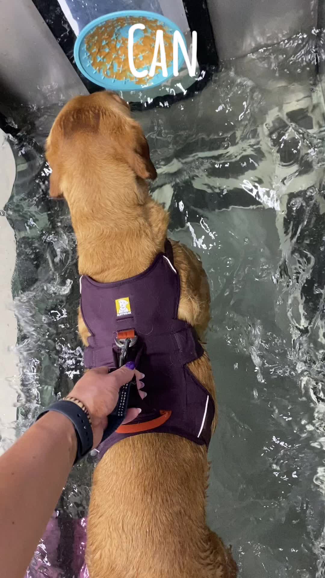 @Valley Animal Therapy Limited