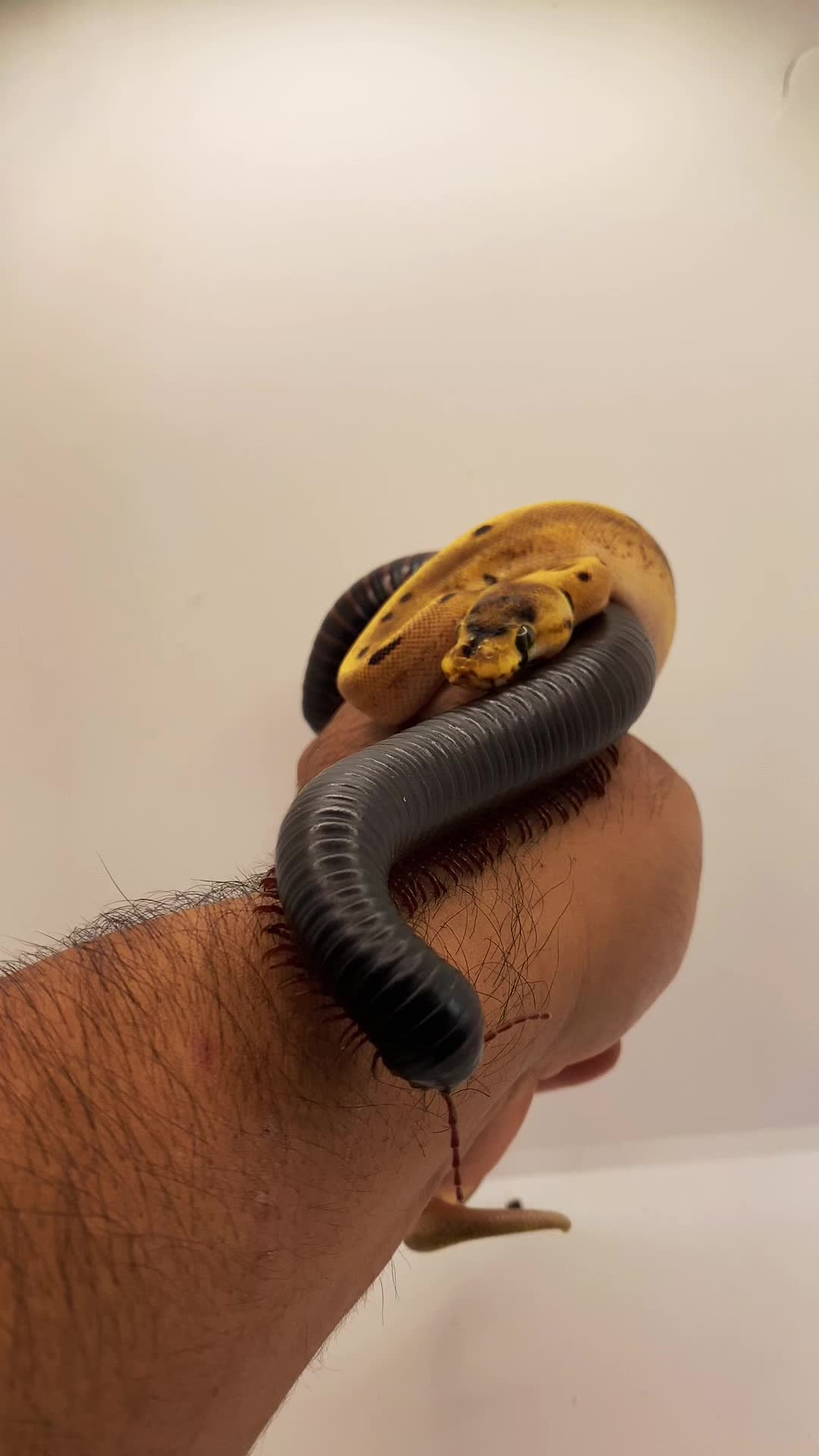 @reptile_garage