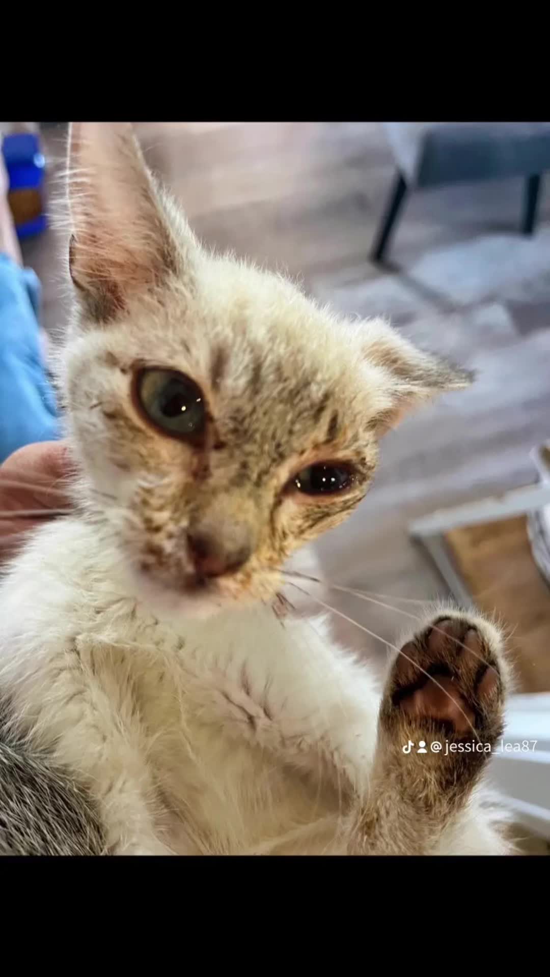 @jessicas_animals87