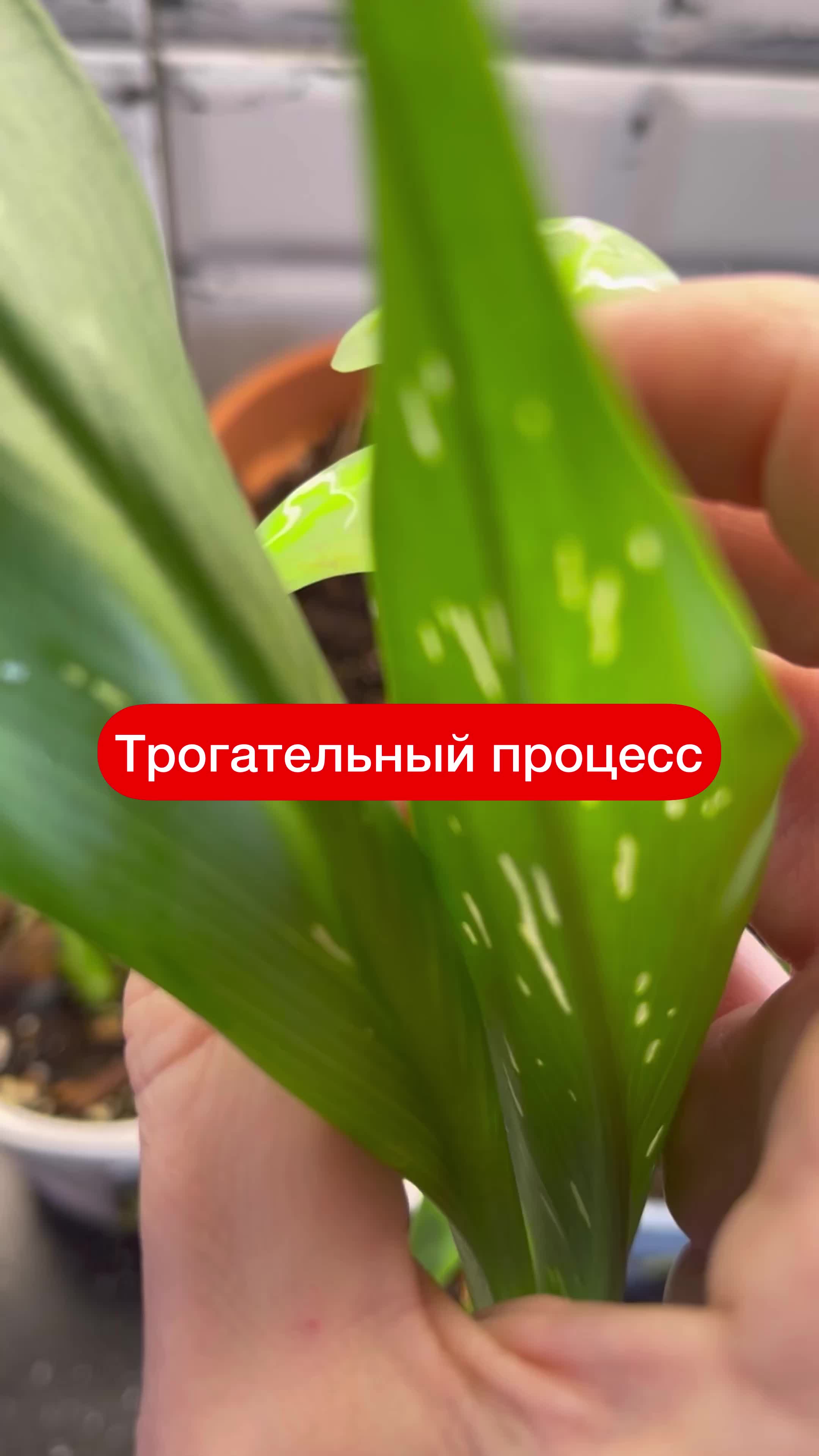 @Елена 🌱 Рай можно купить